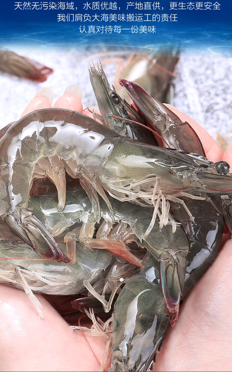 安小离青岛大虾整箱海捕基围虾超大对虾鲜虾青虾海鲜鲜活水产海捕大虾