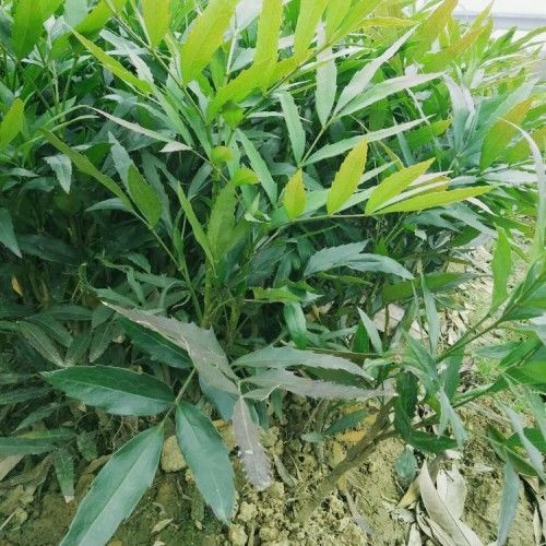 十大功劳黄天竹窄叶小叶细叶树苗庭院绿篱植物园林绿化