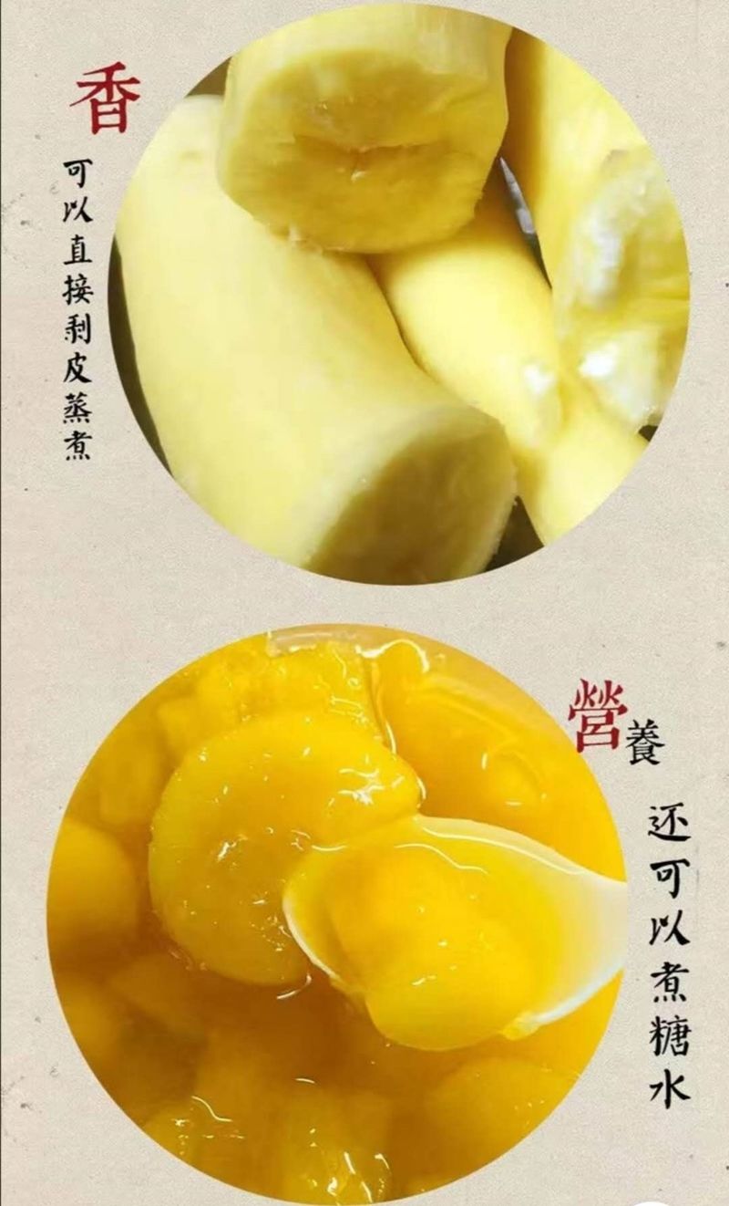 黄肉木薯广西灵山特产番薯面包木薯糖水香糯粗粮 9斤带皮黄肉木薯