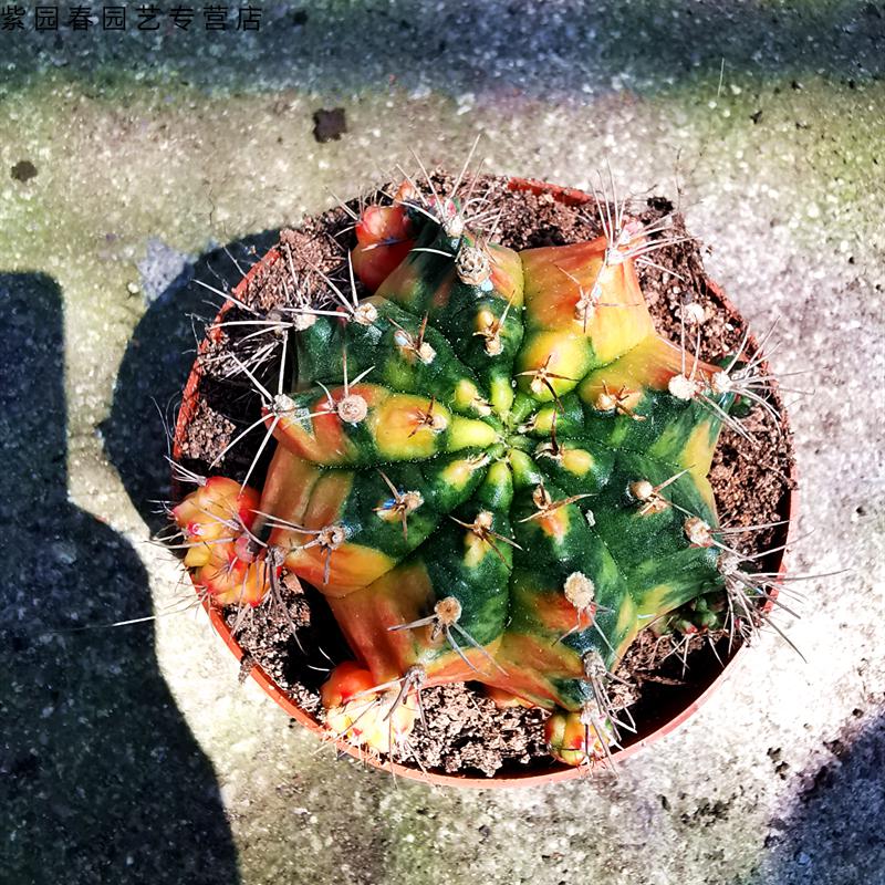 园艺五彩光辉牡丹锦仙人球稀有五彩绯牡丹锦泰国仙人球裸萼属开花球锦