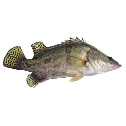 顺丰快递石斑鱼鲜活石斑鱼冷冻珍珠斑鱼龙胆老虎斑真空速冻东星斑鱼净