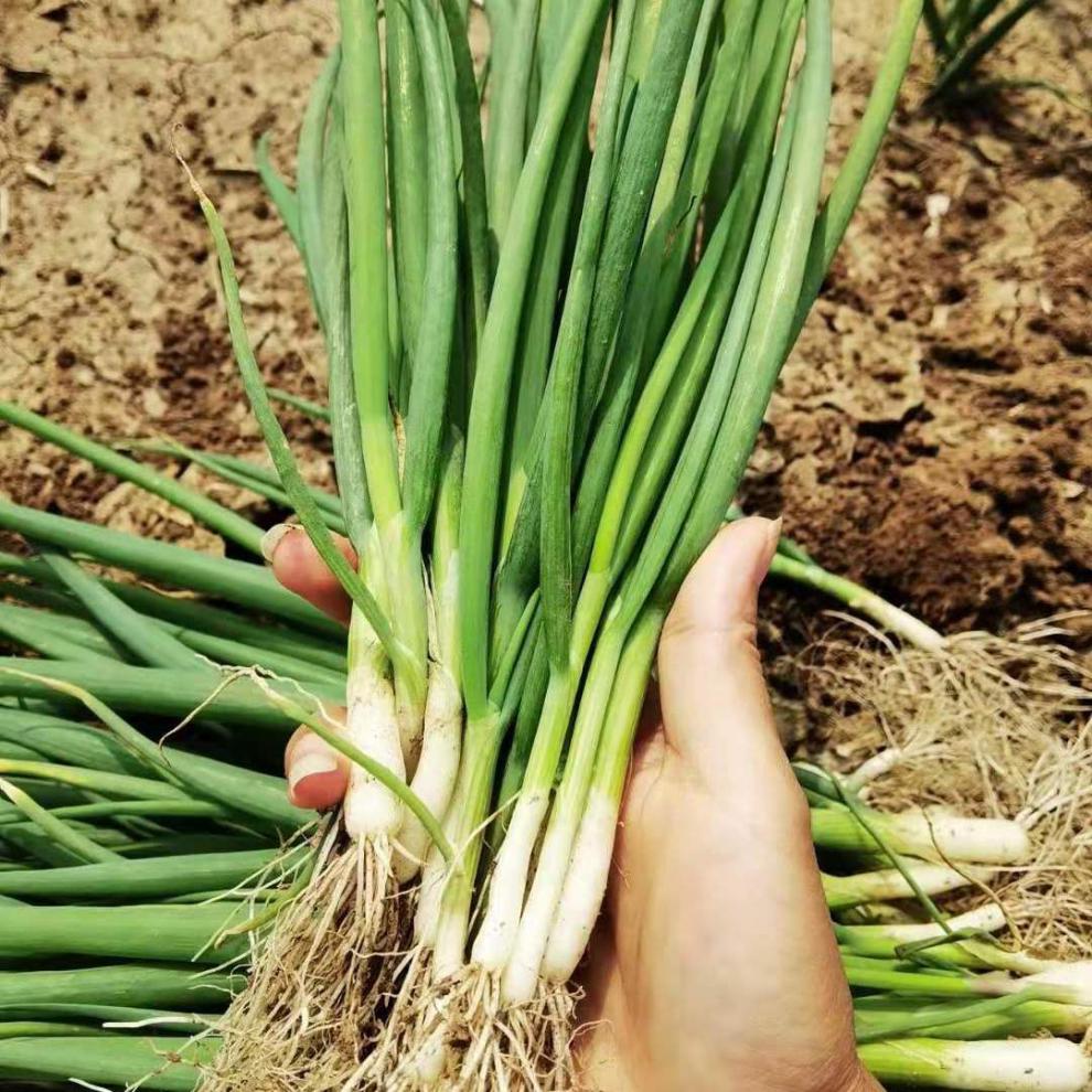 新鲜大葱秧苗带根盆栽葱苗葱栽子包成活钢葱苗1-5斤 大葱苗1斤盆栽