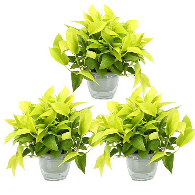 大叶黄金葛绿萝金叶盆栽净化空气水培室内新品植物可长藤18cm加仑盆