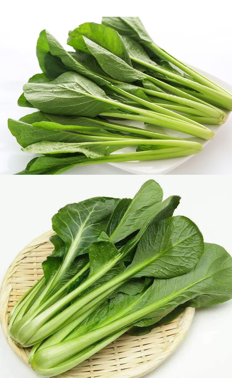 新秀小松菜种子油菜青菜种子25天采收春季四季阳台盆栽大田耐热 15克