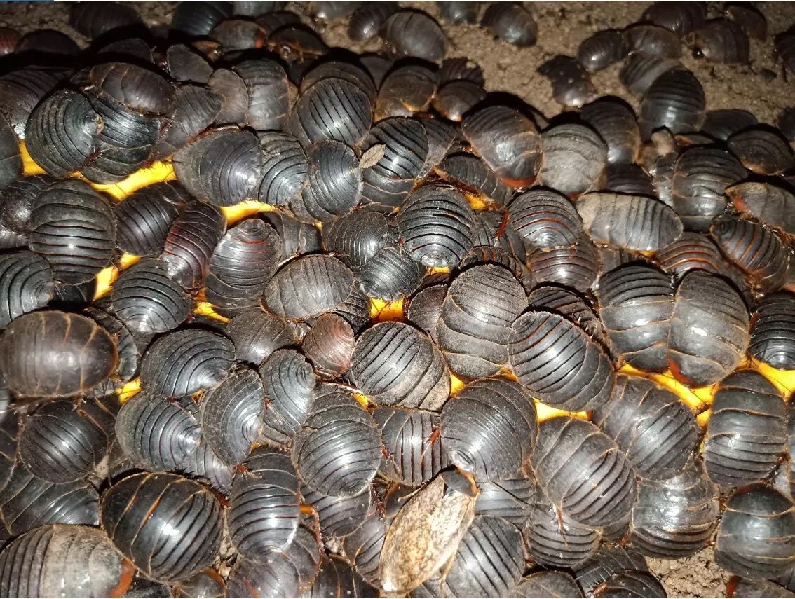 活土元活体土元种卵地鳖虫药食两用偏方中药材土鳖虫500g500g活土元
