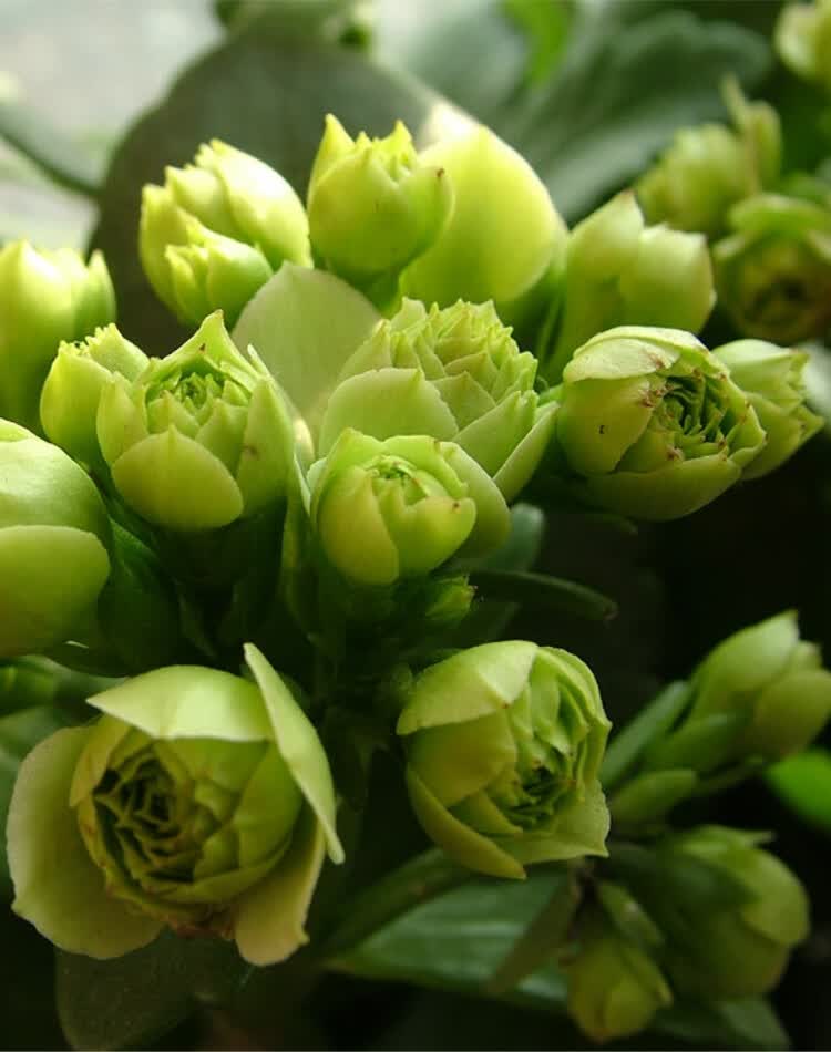 巴黎长寿花苗盆栽期长带花苞带土室内阳台四季开花 紫色 紫珍珠 带