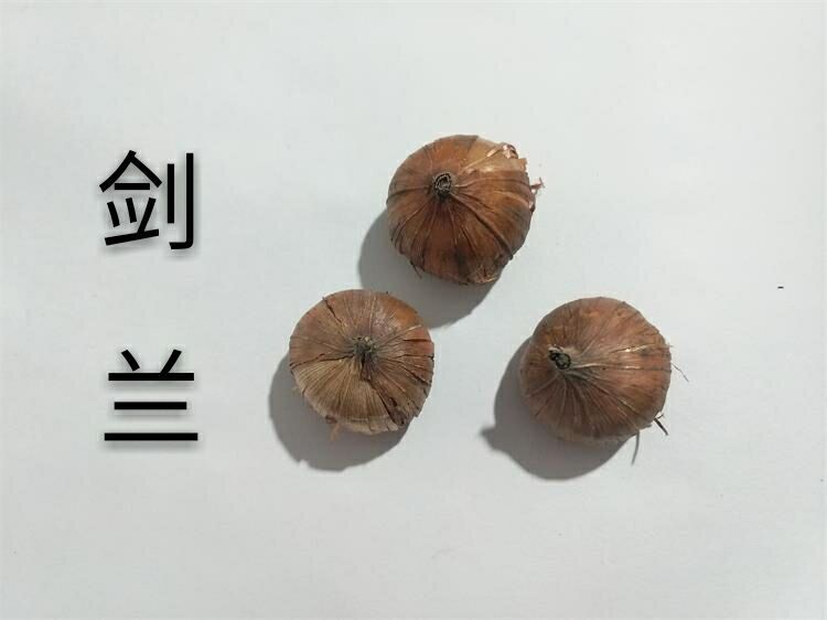 剑兰球根花卉 剑兰种球种子四季 唐菖蒲大种球 当年开花 代号 (j3) 剑