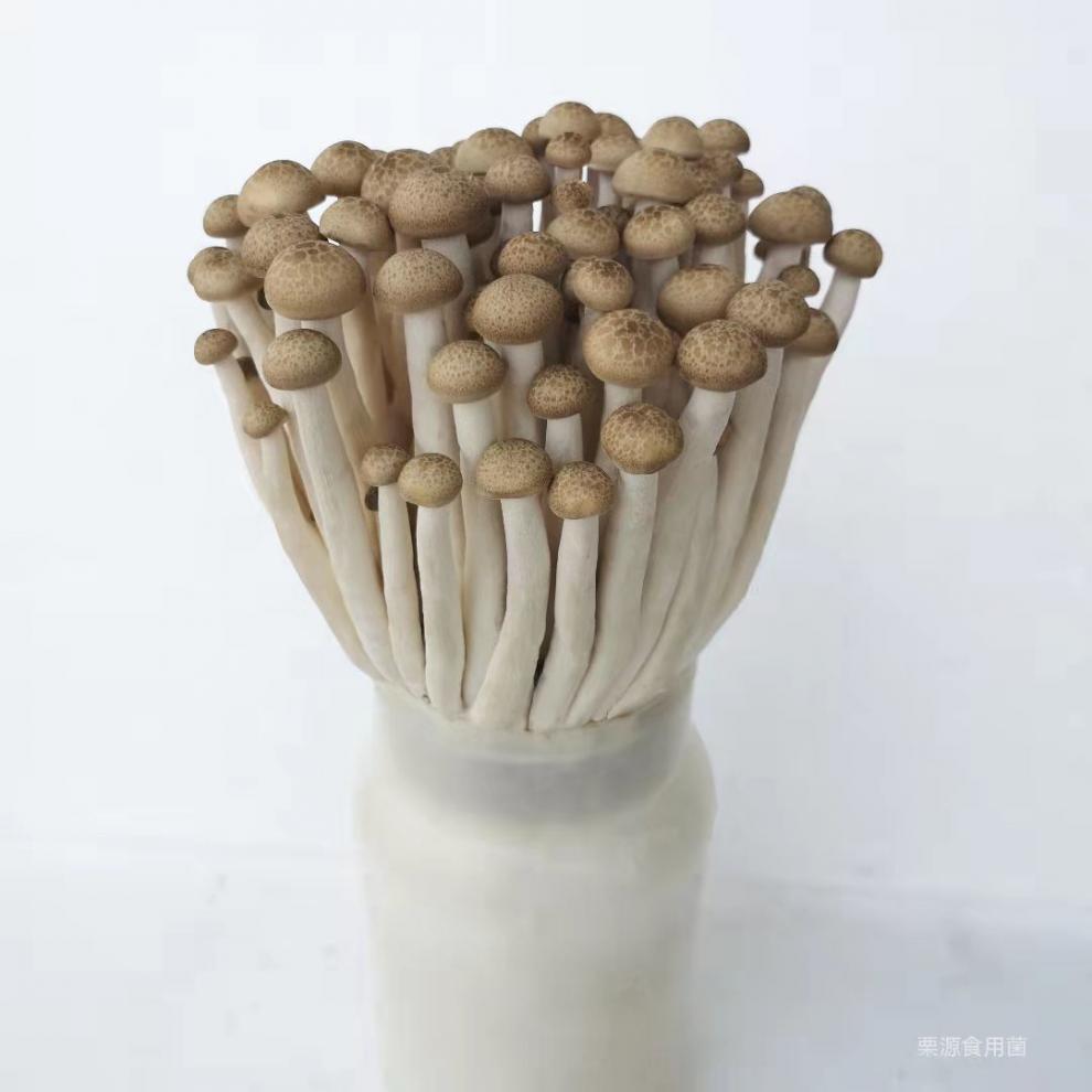 蟹味菇新鲜蟹味菇蘑菇煲汤食用菌菇整包蟹味菇批发150g4盒