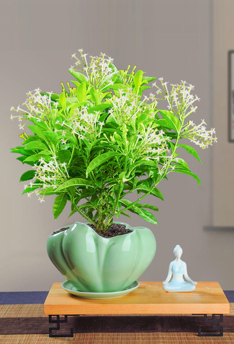夜来香盆栽花卉室内花驱蚊植物四季开花浓香好养观花绿植易活树苗 芬