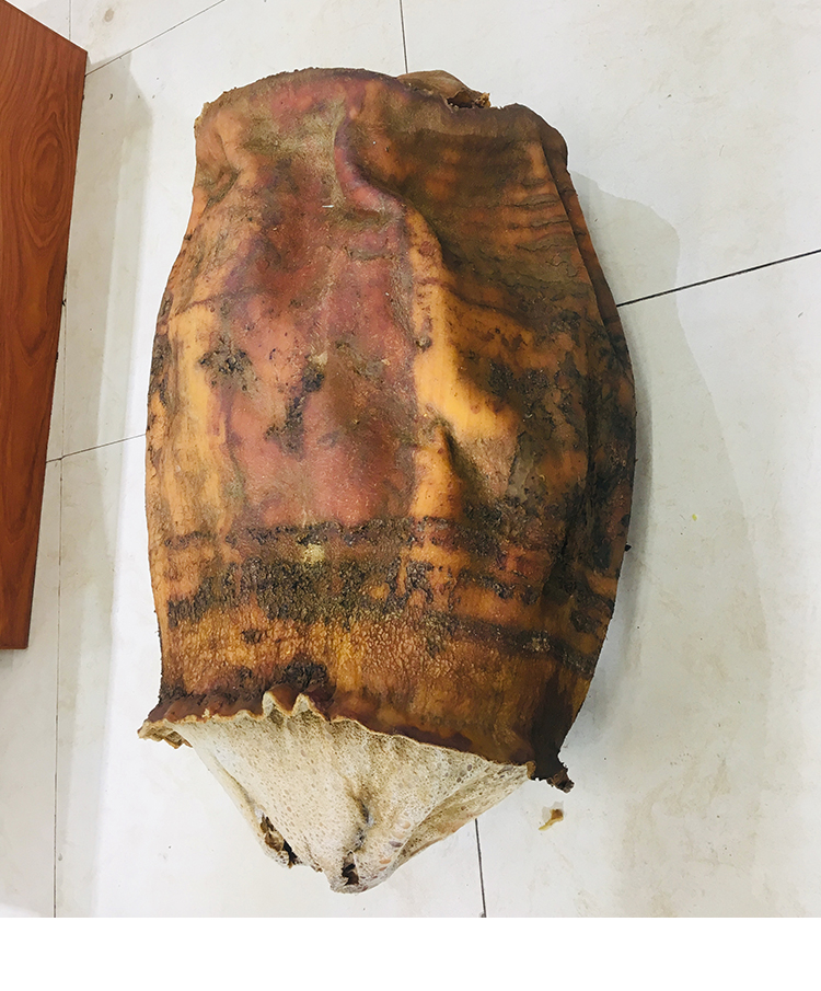 太岁肉灵芝整体带皮白肉土太岁活体泡水养生50g活太岁