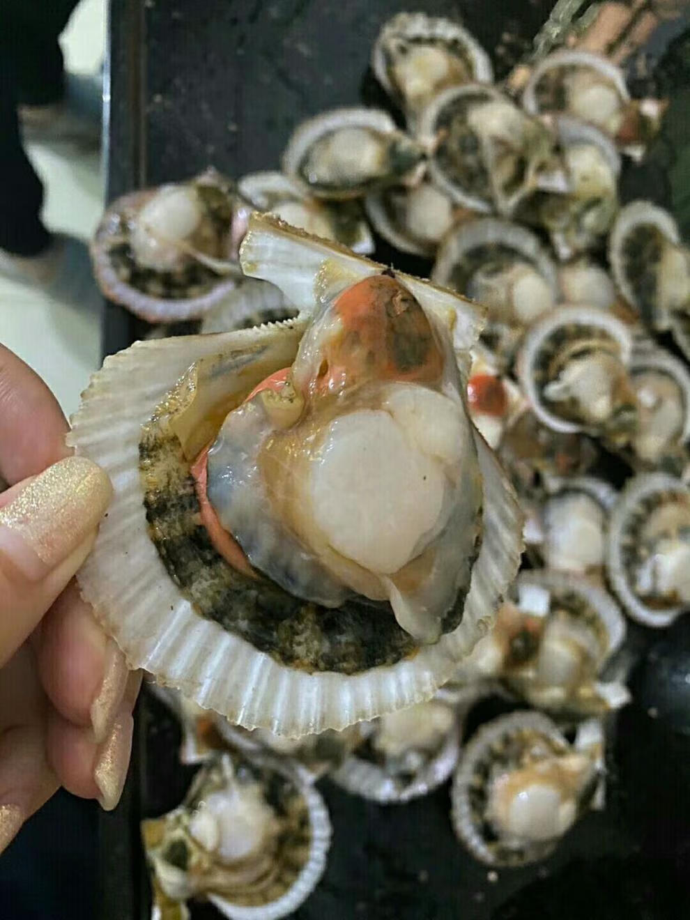 扇贝鲜活港湾贝现捞栉孔贝海鲜水产贝类蒜蓉粉丝中等 3斤特惠