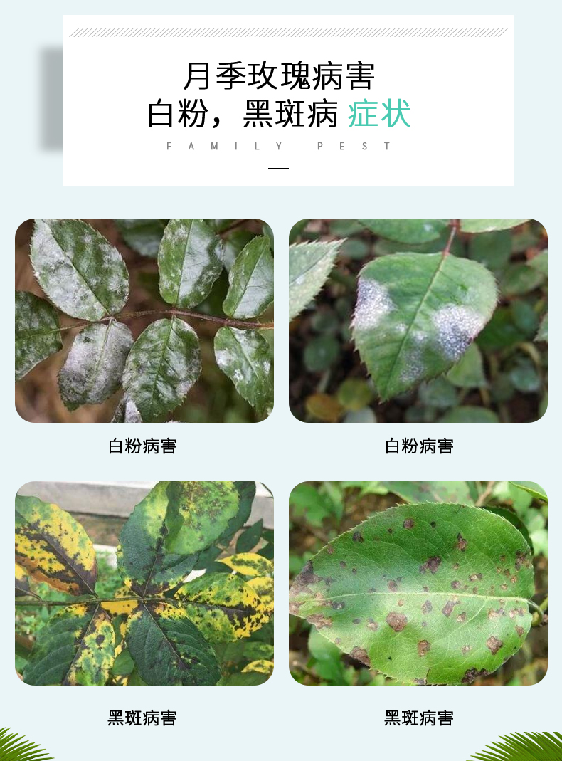 多菌灵花卉植物多菌炅剂农药月季黑斑白粉病多肉多菌菌灵花药 70g
