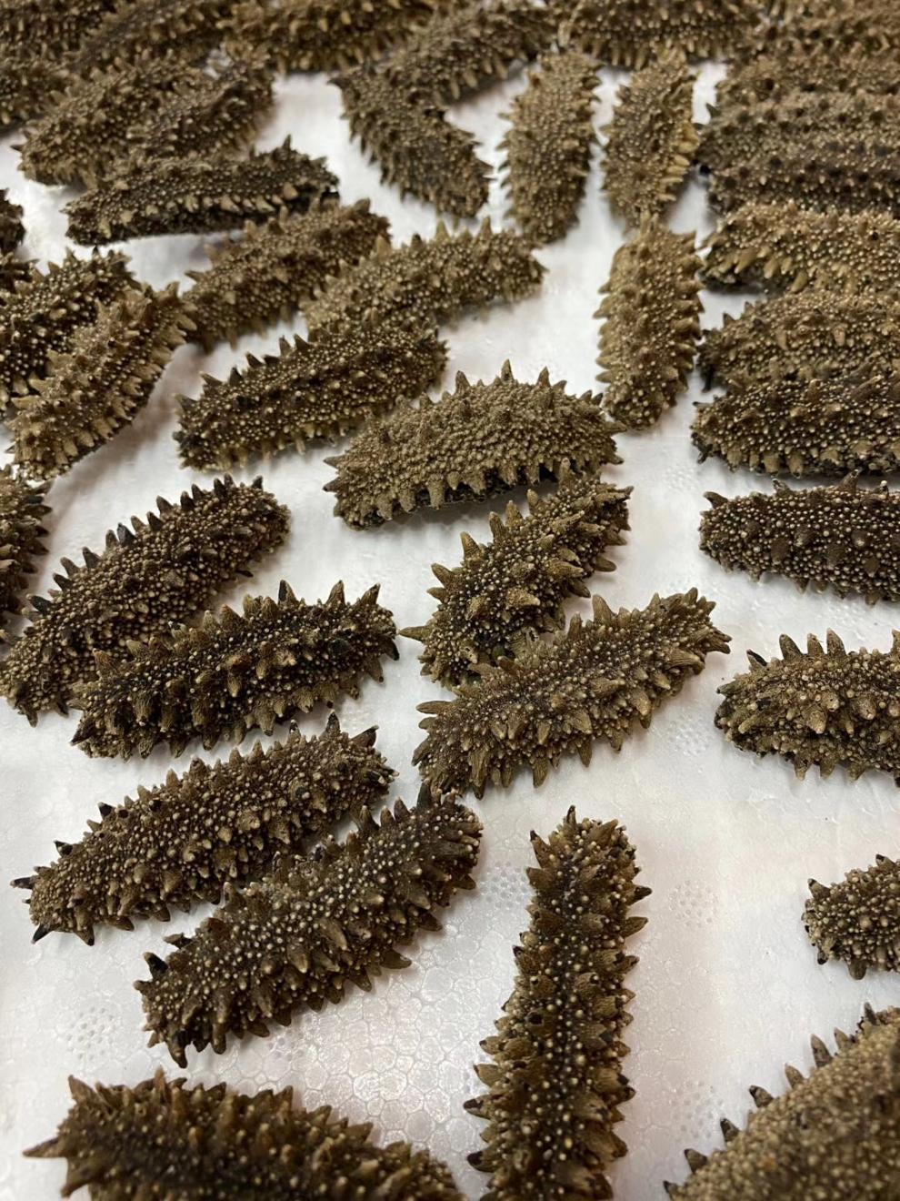 日本关东参北海道海参六排刺纯淡干关东海参北海道红参干货50g优选79