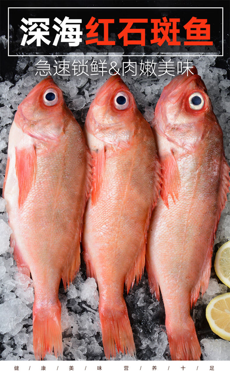 红石斑鱼富贵鱼新鲜大眼鱼深海海鲜水产鲜活红鱼长寿鱼新鲜八斤装