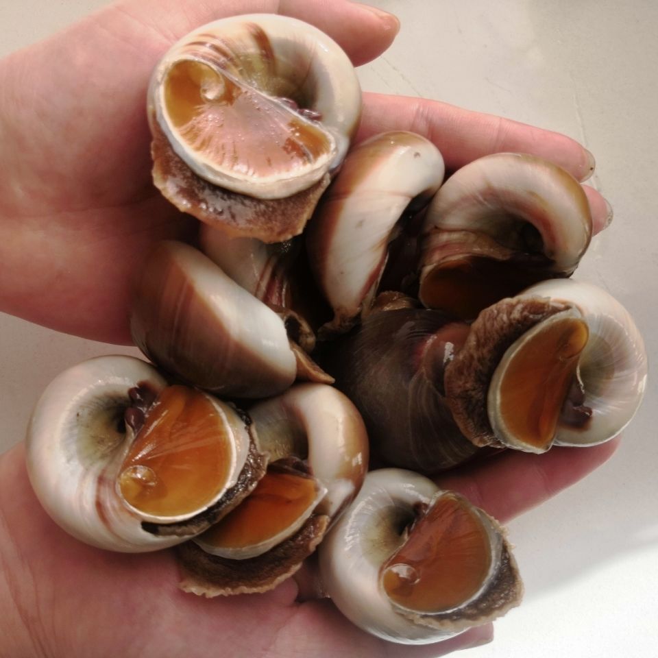 新品鲜活猫眼螺海鲜鲜活香螺沙螺玉螺猫眼螺大香螺翡翠螺1斤装数量少