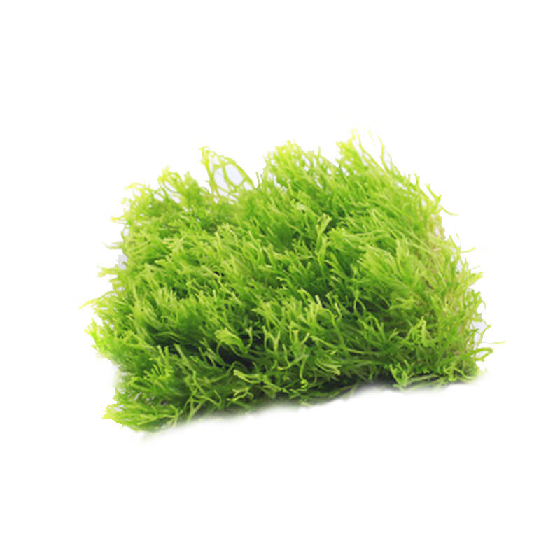 [京东推荐]莫斯水草白鱼缸活体造景水草懒人沉木装饰植物莫斯胶大三角