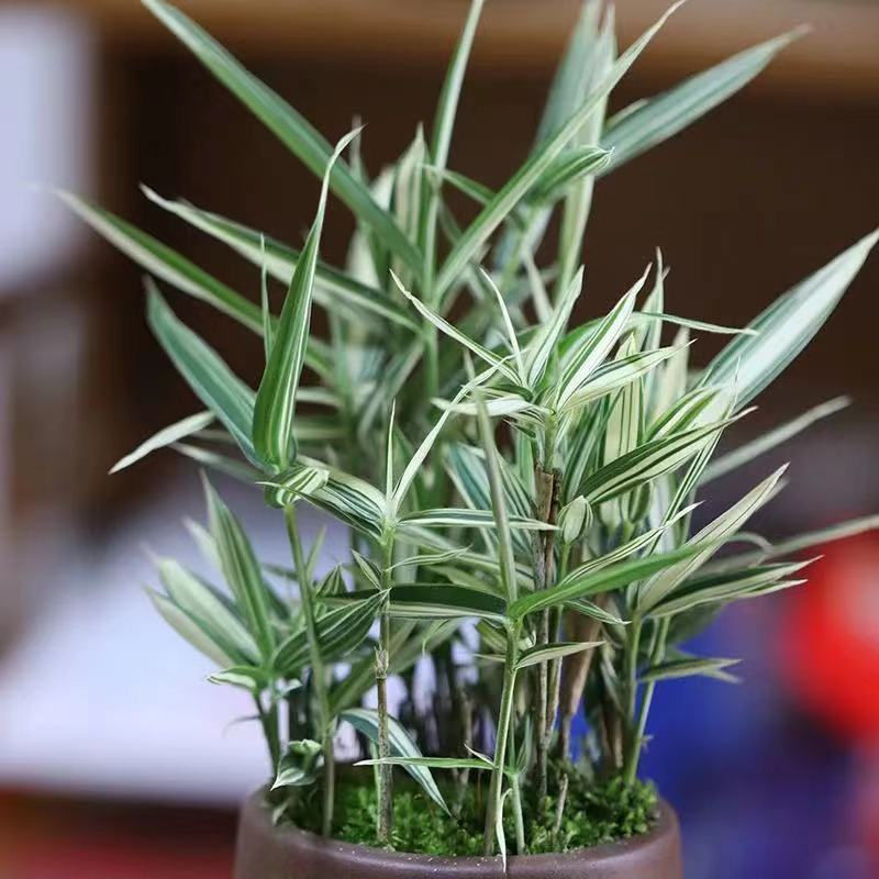 熊猫竹 菲白竹桌面绿植盆栽迷你竹子桌面微型盆景室内净化空气绿植