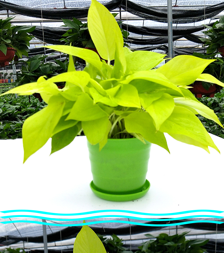 拓赛 黄金葛绿萝金叶盆栽水培室内植物可长藤条绿植z1 18厘米加仑盆
