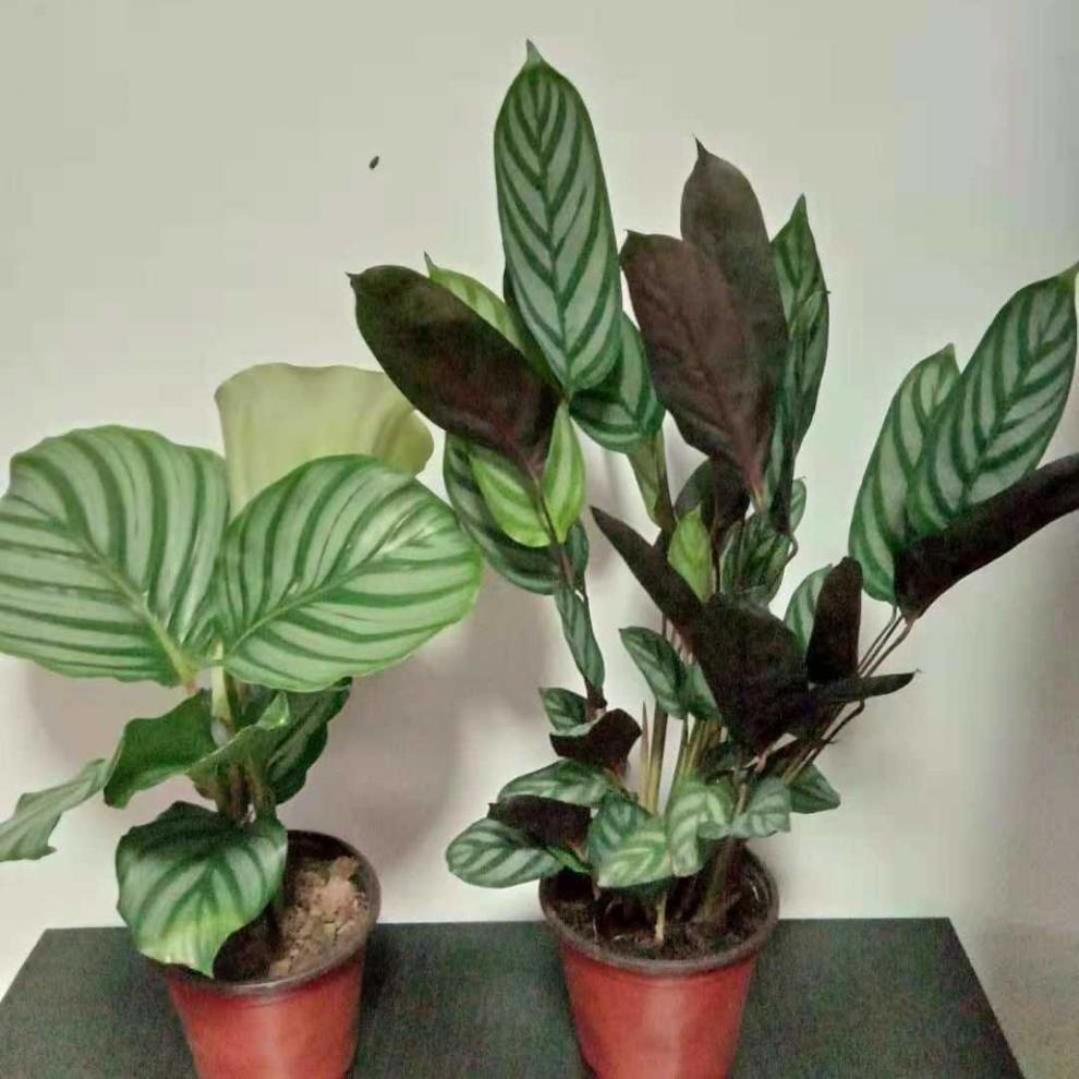 青苹果竹芋彩虹孔雀室内植物北欧客厅绿植吸甲醛净化空气观叶植物青