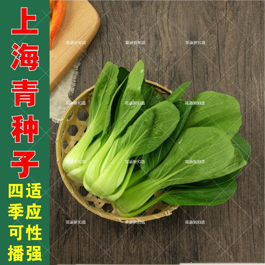 上海青菜籽四季播种蔬菜种子耐热耐湿小青菜种孑盆栽阳台菜籽 收藏