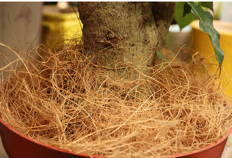 生物防虫片多肉椰棕丝盆栽美容土铺面石园艺花盆防晒防虫防土壤板结