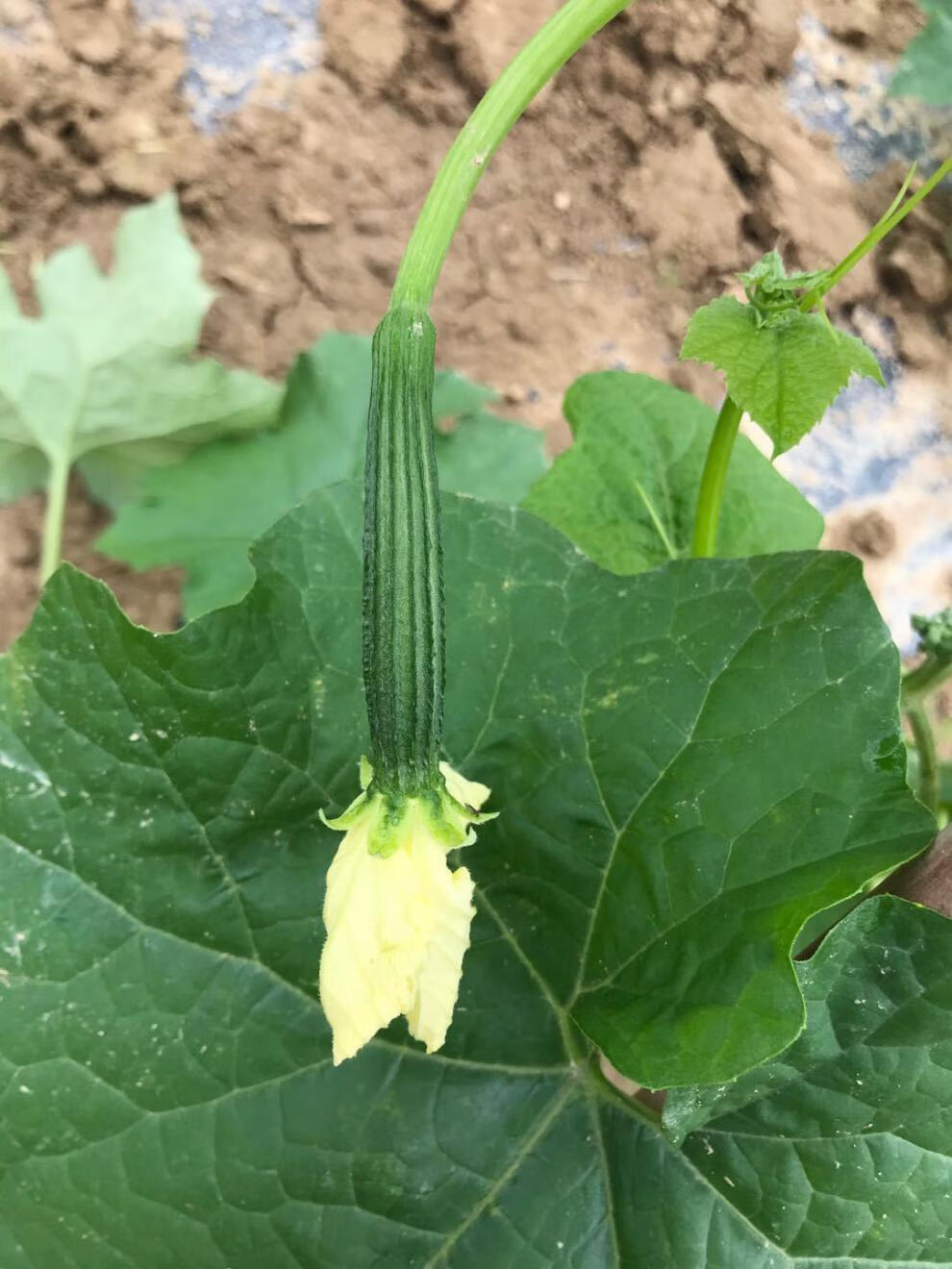 新鲜丝瓜3斤农家自种当季八角丝瓜棱角丝瓜 5斤泡沫箱包装