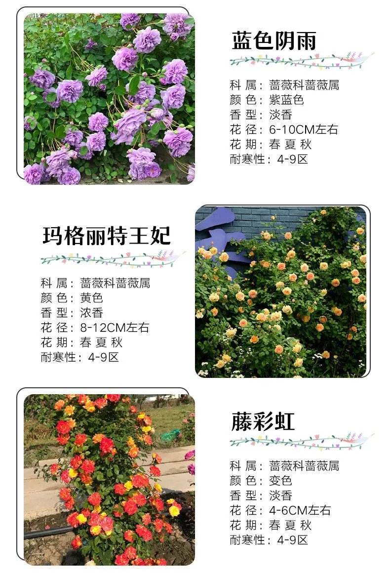 4，薔薇花苗藤本月季特大花樹庭院爬藤植物陽台花卉玫瑰盆栽四季開花 自由精神 四季開花 大花 濃香 小苗高度10-15厘米高營養鉢苗