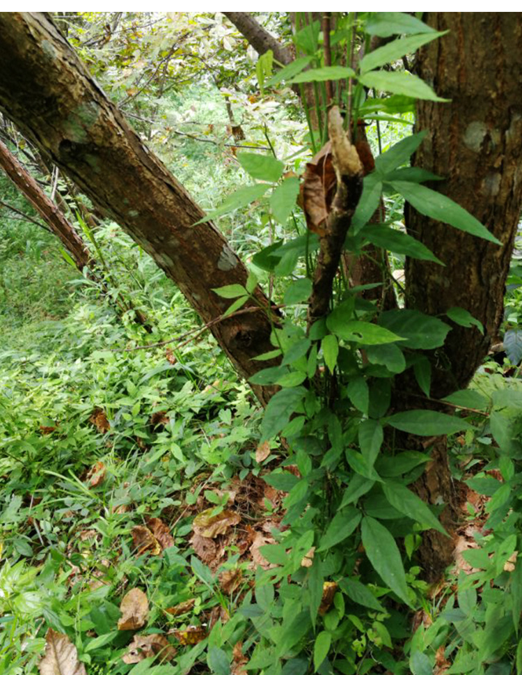 康中尊野生新鲜三叶青金线吊葫芦吊金钟材清热祛火500g