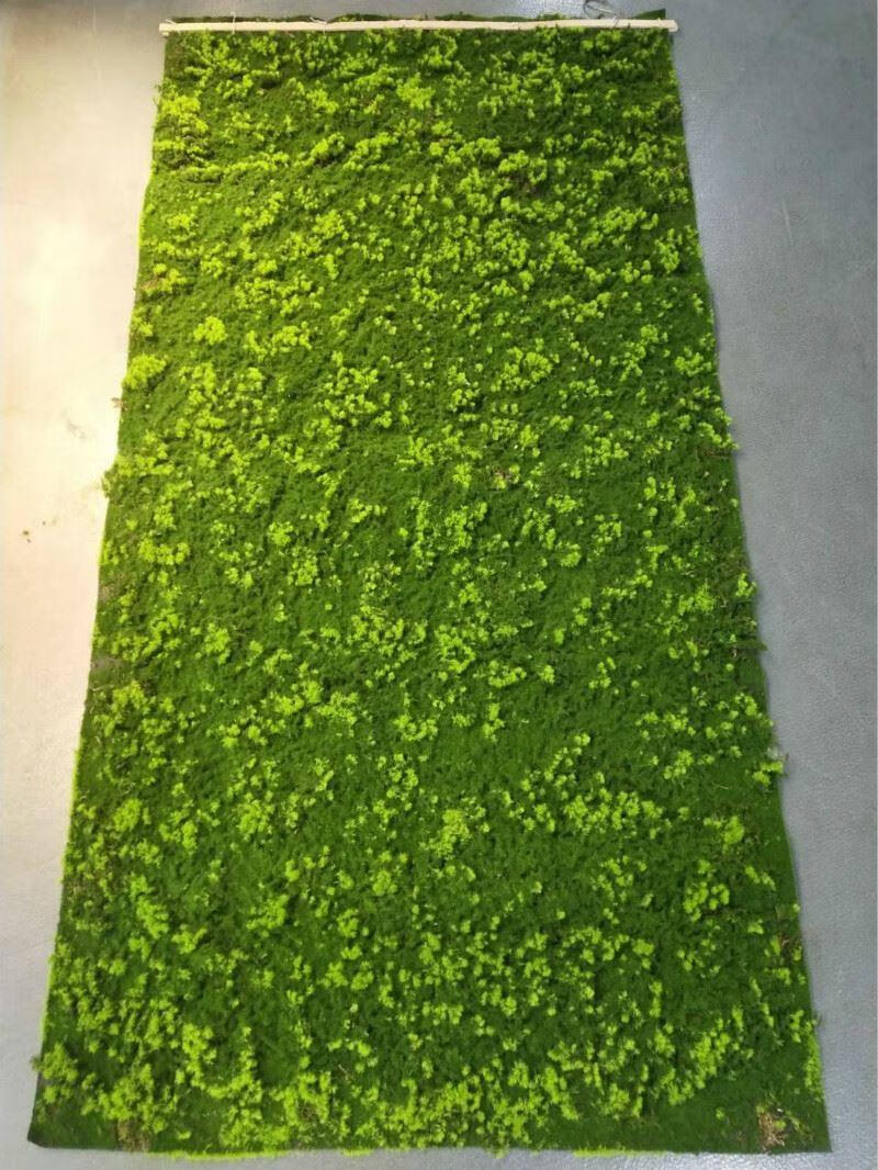 天公装饰品仿真苔藓青苔苔草背景盆景拍摄道具苔藓草地毯垫子植被草皮