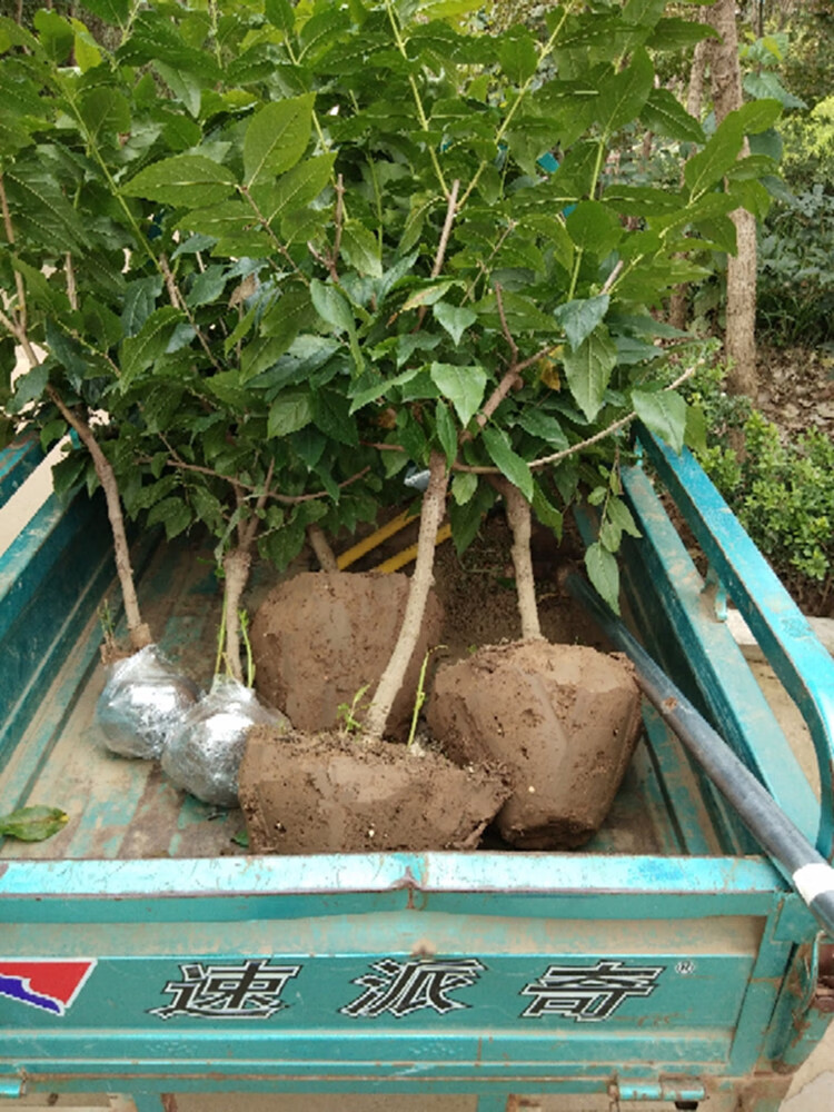 原生腊梅腊梅树苗腊梅盆栽腊梅花盆景素心馨口腊梅庭院腊梅树苗树桩