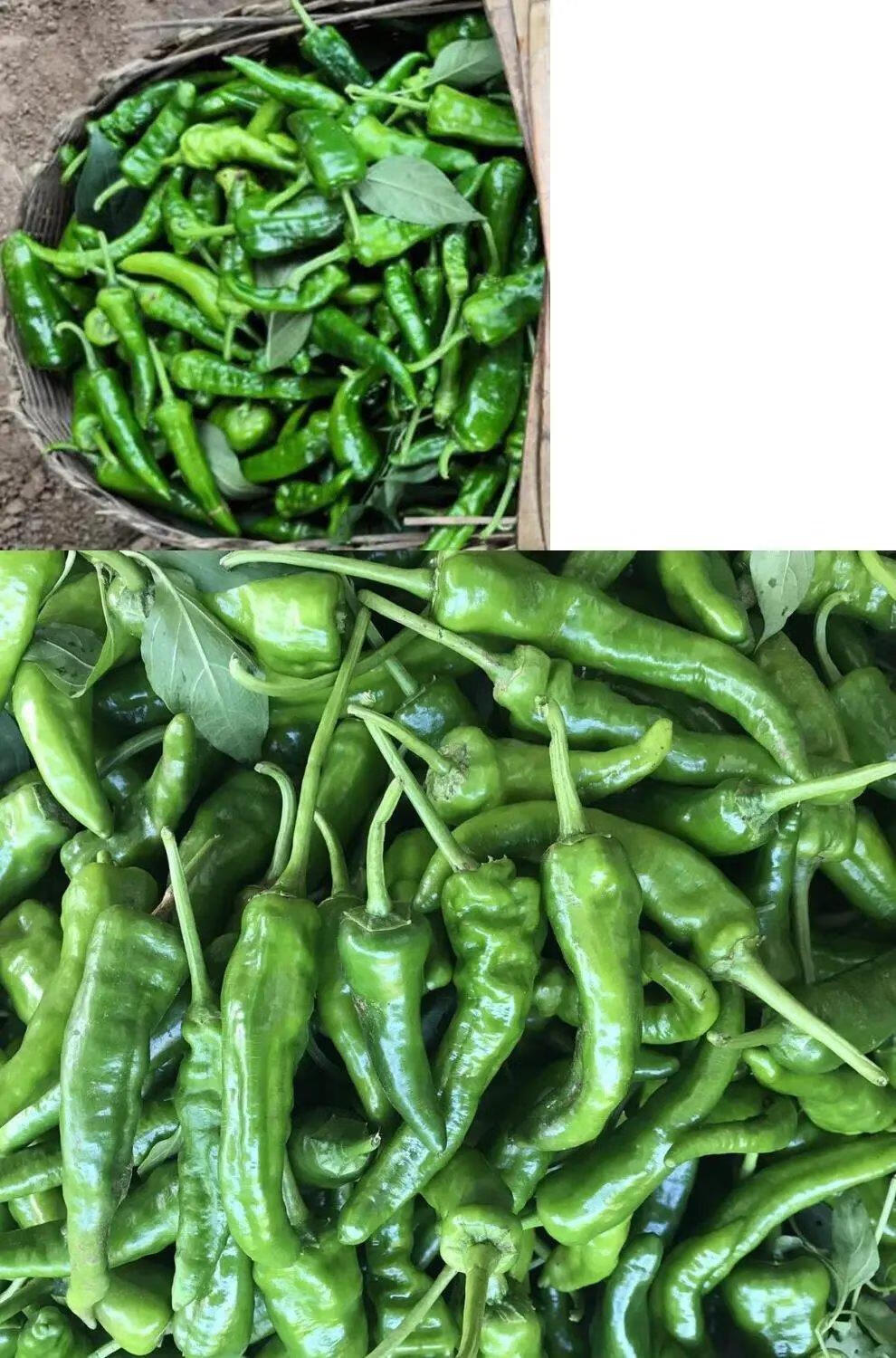青圆椒种植方法(圆青椒的种植时间和方法)