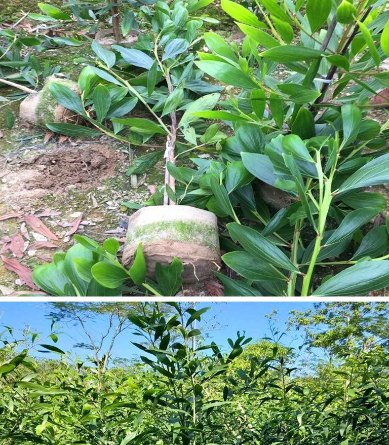 黎昕新采摘大叶相思种子相思相思树种子马占相思绿化工程树种大叶相思