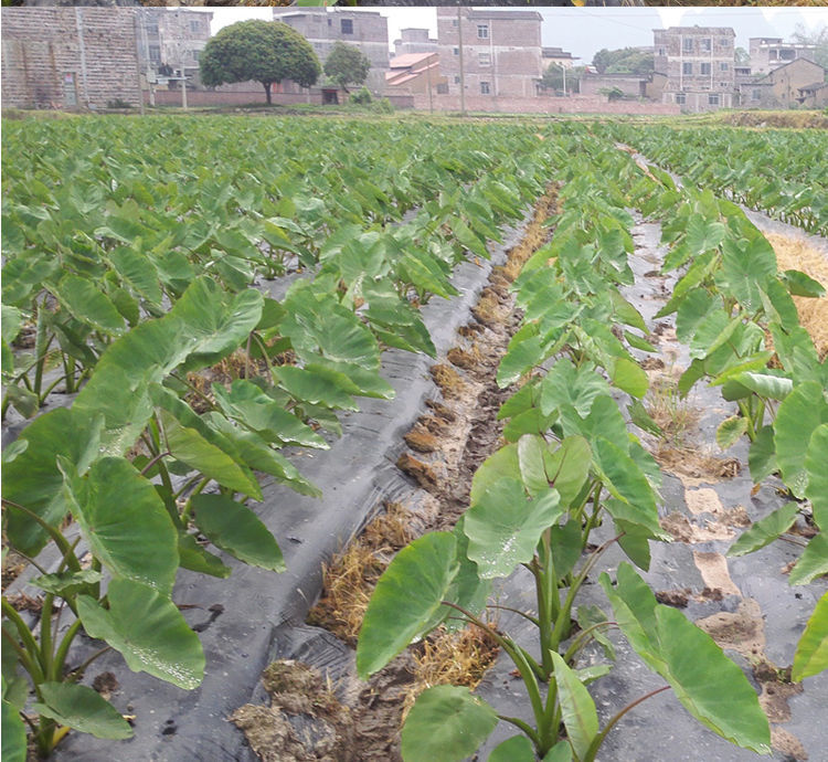正宗广西荔浦芋头种子苗种植苗槟榔紫藤香芋新鲜蔬菜种苗育苗秋颖2斤