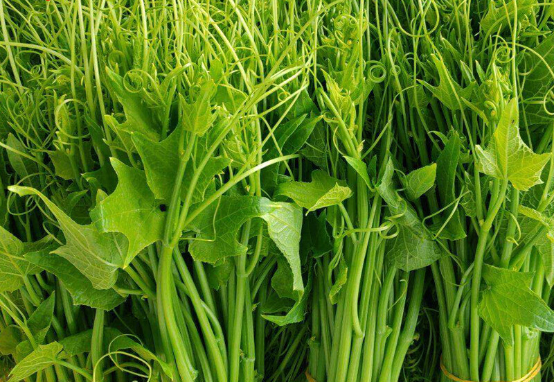 丝瓜尖新鲜佛手瓜尖现摘蔬菜洋瓜尖农家自种食用佛手瓜藤蔓龙须菜1000