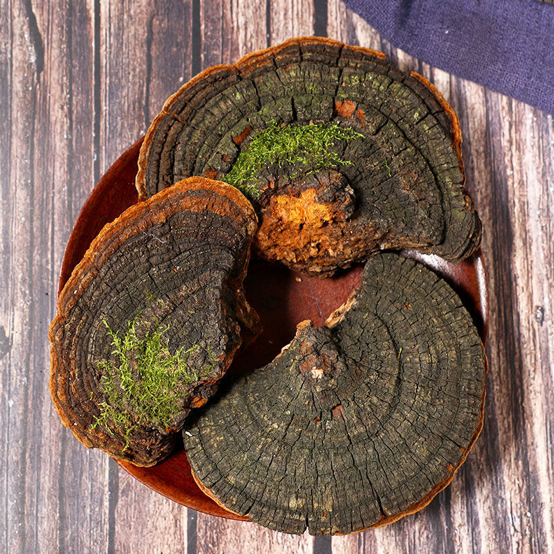 长白山暴马桑黄250g 特级西藏桑树桑黄 整支灵芝500g 500克(整块)