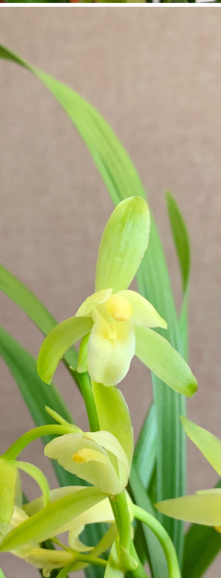 兰花苗龙岩素建兰盆栽室内四季花卉绿植兰草客厅龙岩素5苗带多花苞不