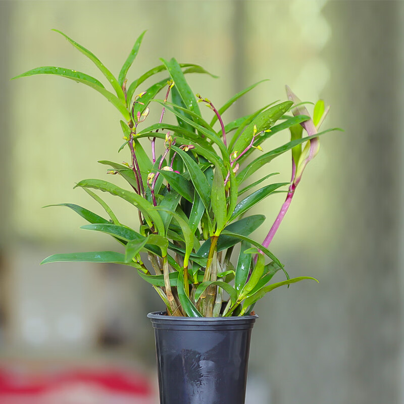 香水石斛带花苞澳洲石斛兰花精品浓香型室内盆栽水培带花苞1015苗香水