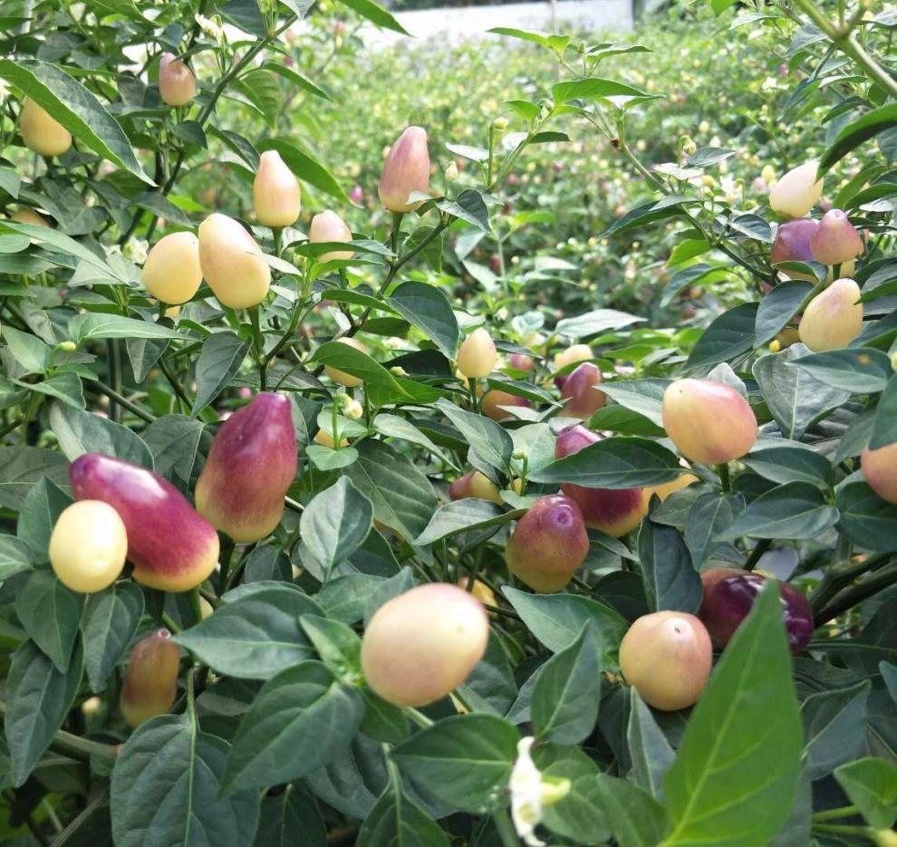 【有货】广西新鲜七彩椒辣椒五彩椒小泡椒灯笼剁椒5色生辣椒 5斤装