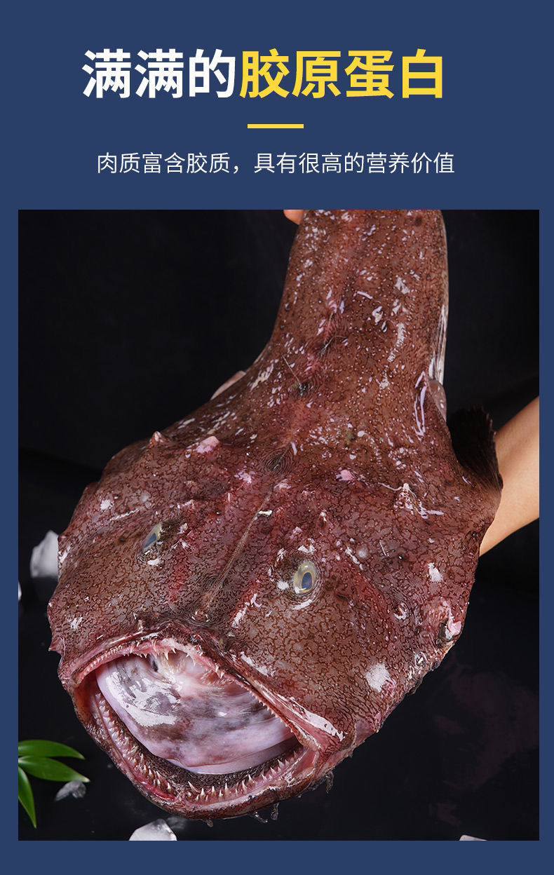 新鲜安康鱼海捕鲜活鮟鱇鱼海鲜水产灯笼鱼丑鱼蛤蟆鱼冷冻海鱼批发腾旺
