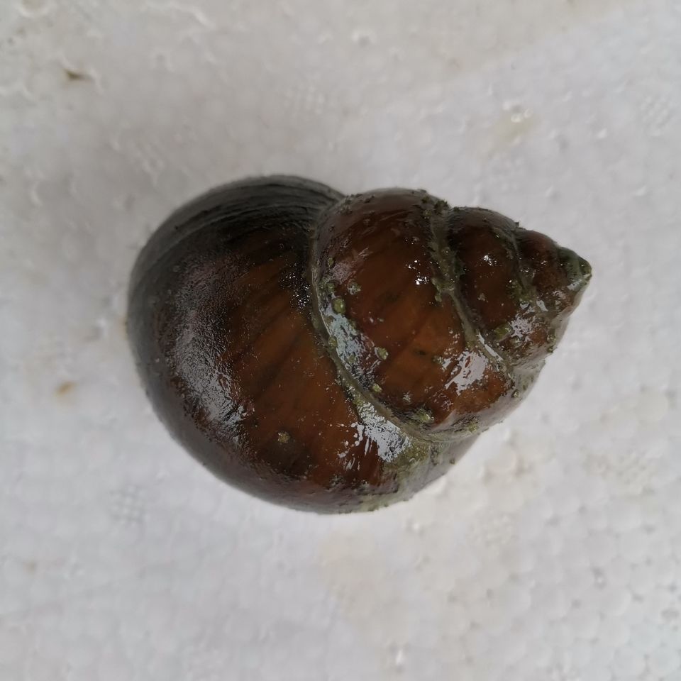 湖北特产清水无沙大田螺鲜活田螺脆螺肉超大号螺活体淡水大泥螺大田螺