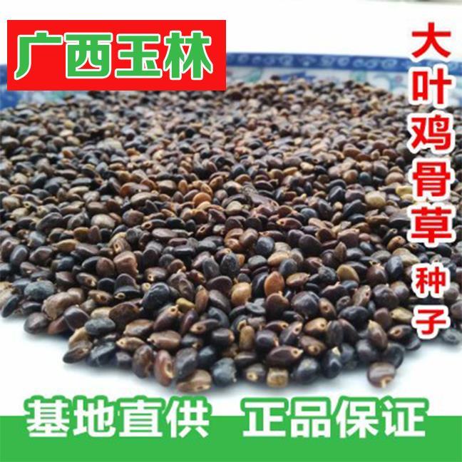 广西玉林新鲜大叶鸡骨草种子种产量高鸡骨草种 50克【图片 价格 品牌