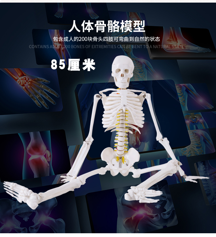 4585170cm人体骨骼模型骨架人体模型小白骷髅教学脊椎全身45厘米骨骼