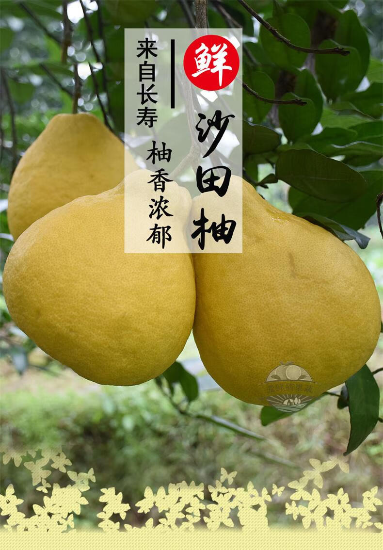 【顺丰】重庆长寿沙田柚 正宗长寿特产柚子老树果新鲜当季水果 优级大
