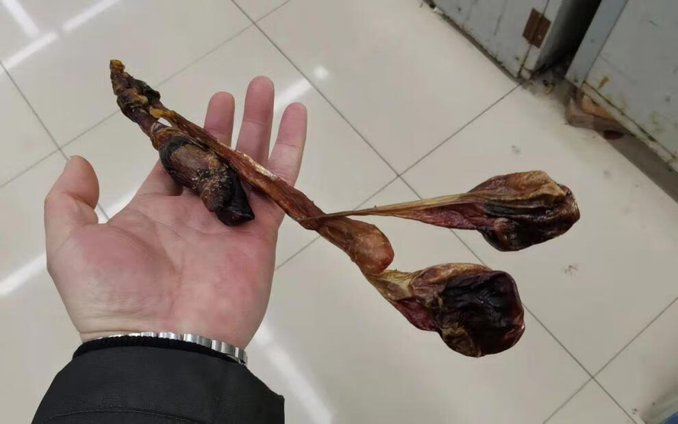 海狗鞭海狗肾传统滋补男滋补品养生泡酒料煲汤料中药材海狗鞭1条58克