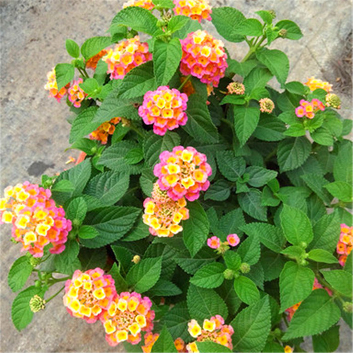 五色花五色梅盆栽马缨丹庭院花卉耐高温爆晒不死花开不断易爆盆5小盆