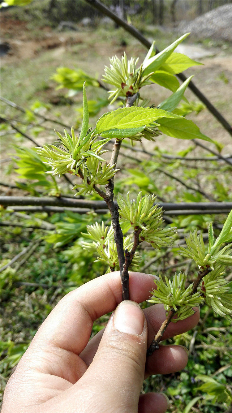 杜仲雄花茶张家界男性野生特级肾茶纯花针花粉量足杜仲养生茶 50g