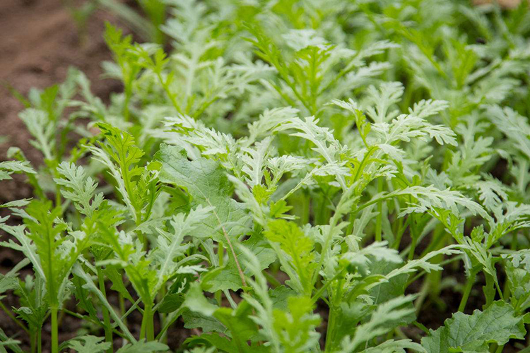 雪里蕻种子雪菜咸菜种子农家秋季播种蔬菜种子大叶小叶雪里蕻九头鸟