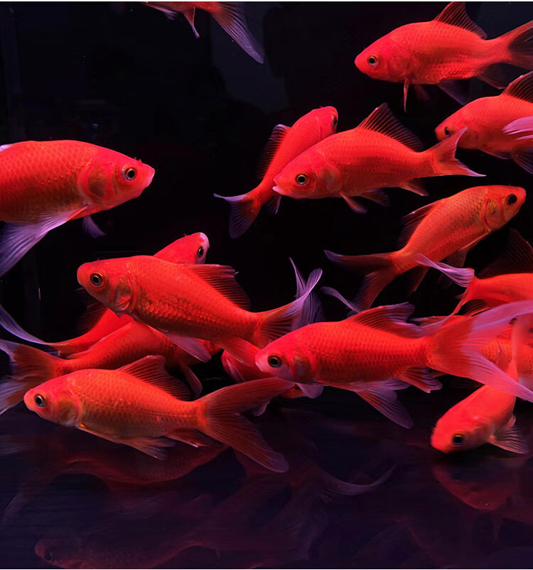 金鱼活体草金鱼小金鱼苗红草金冷水鱼好养耐活观赏鱼红鲫鱼锦鲤鱼懒人