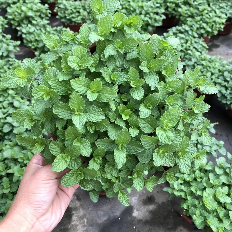 留兰香薄荷柠檬薄荷香槟巧克力薄荷盆栽食用香草可入菜皱叶香薄荷小盆