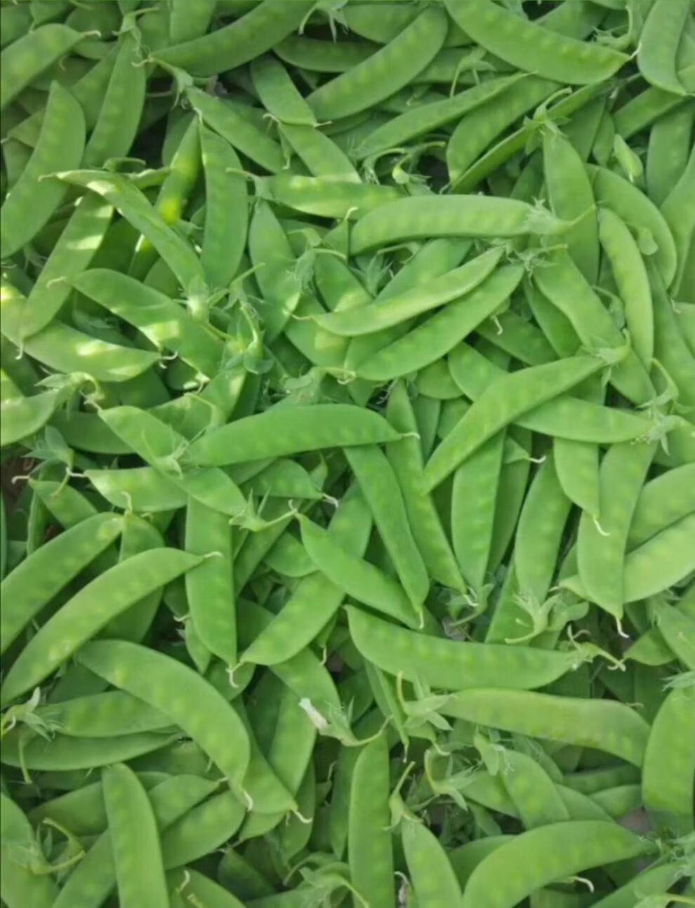 云南高山荷兰豆荚豆扁豆小荷兰豆 蔬菜基地现采直发 2斤